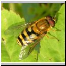 Syrphus ribesii - Grosse Schwebfliege m01.jpg